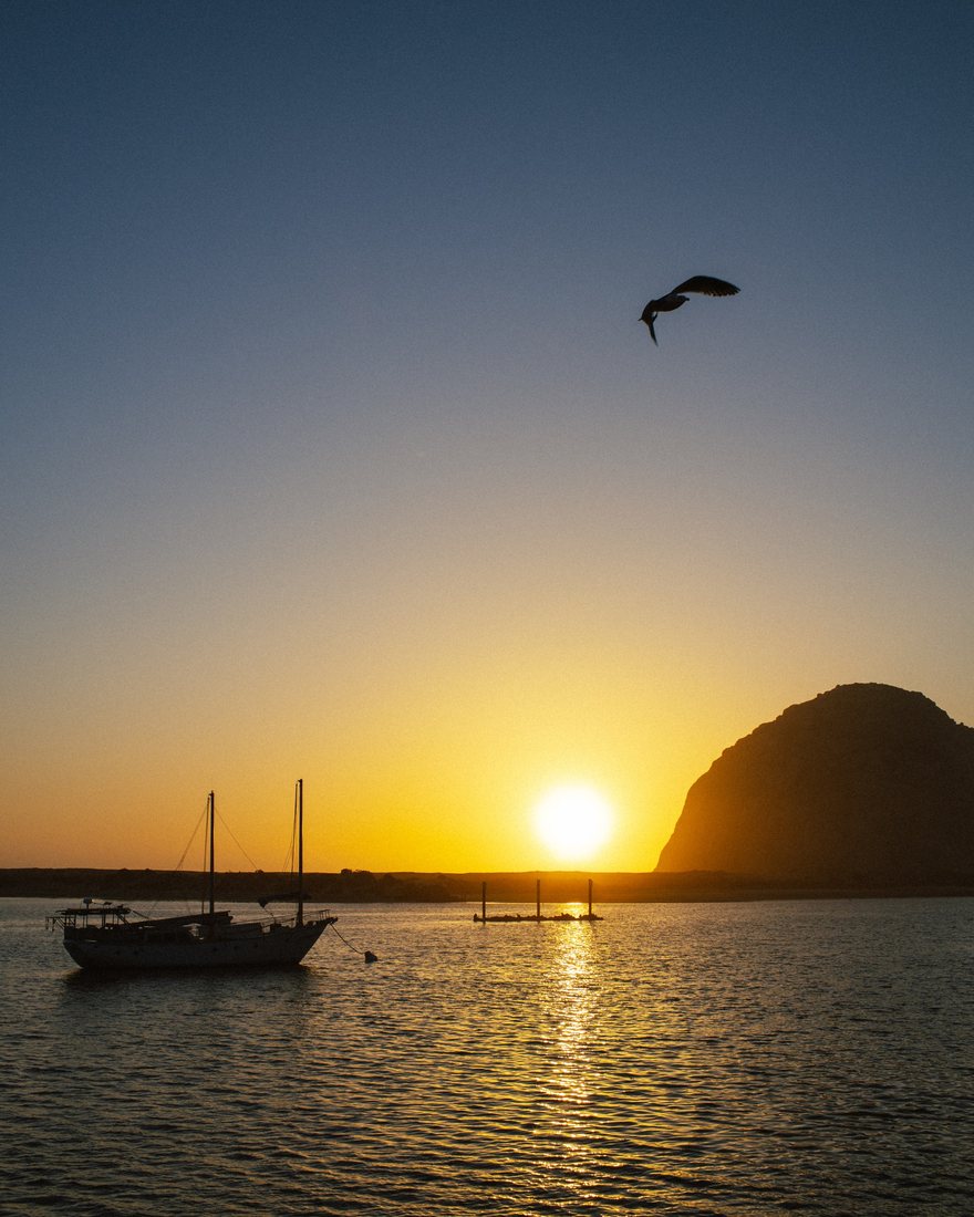 A golden coastal sunset with a sailboat and a bird in flight.