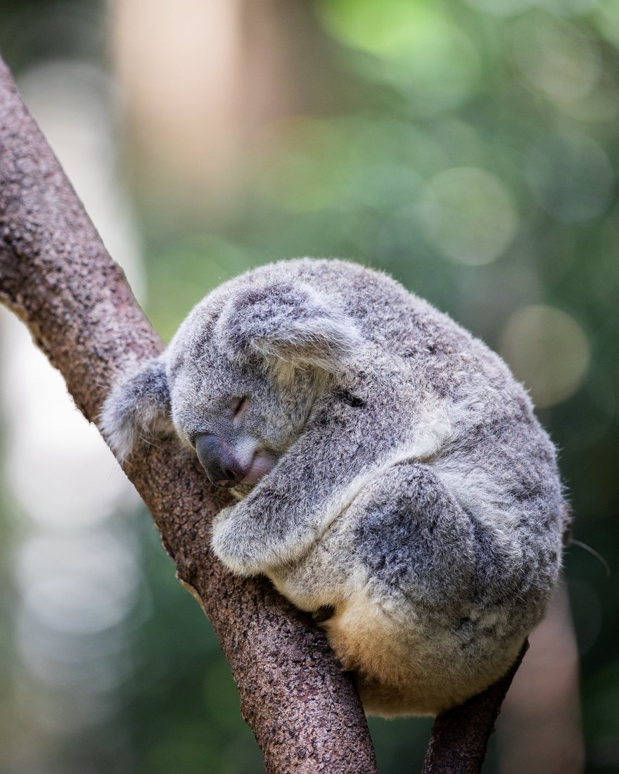 A sleeping koala resting against a tree branch.