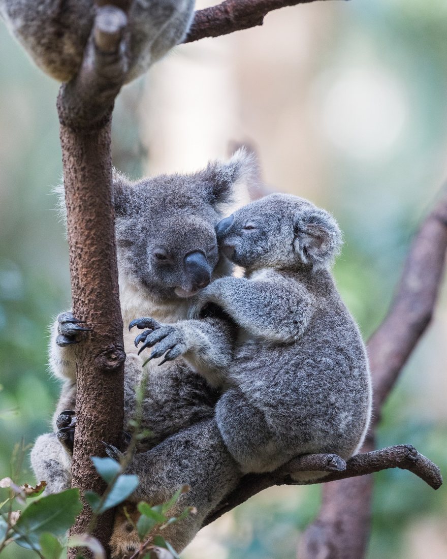 Two koalas nestled together on a tree.