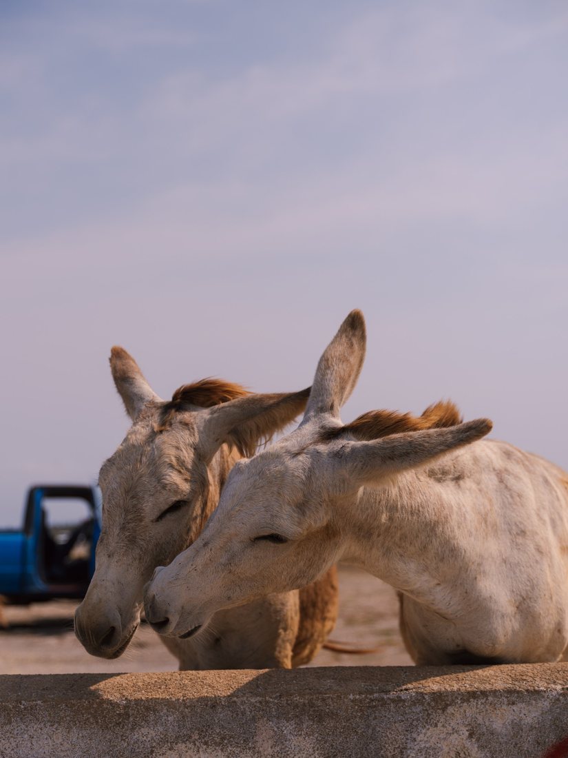 Two donkeys standing together behind a low wall.