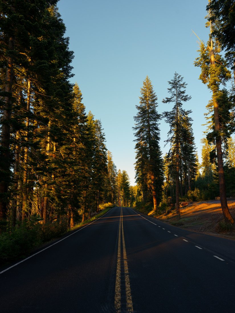 A road through tall forest trees in warm evening light.