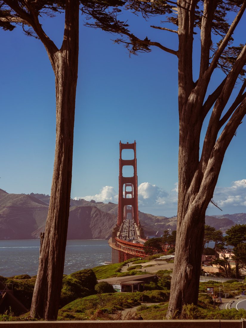 A red suspension bridge is framed by tall tree trunks.