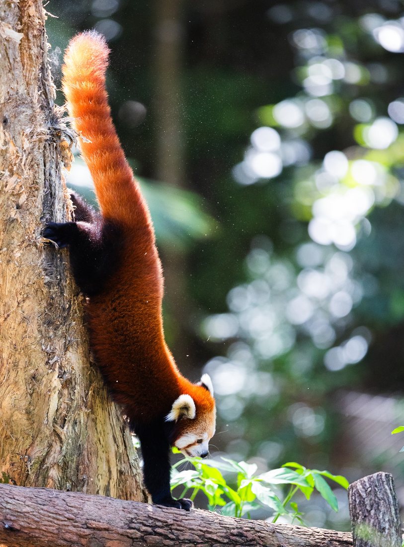 A red panda climbs beside a tree trunk, its long tail lifted behind it.