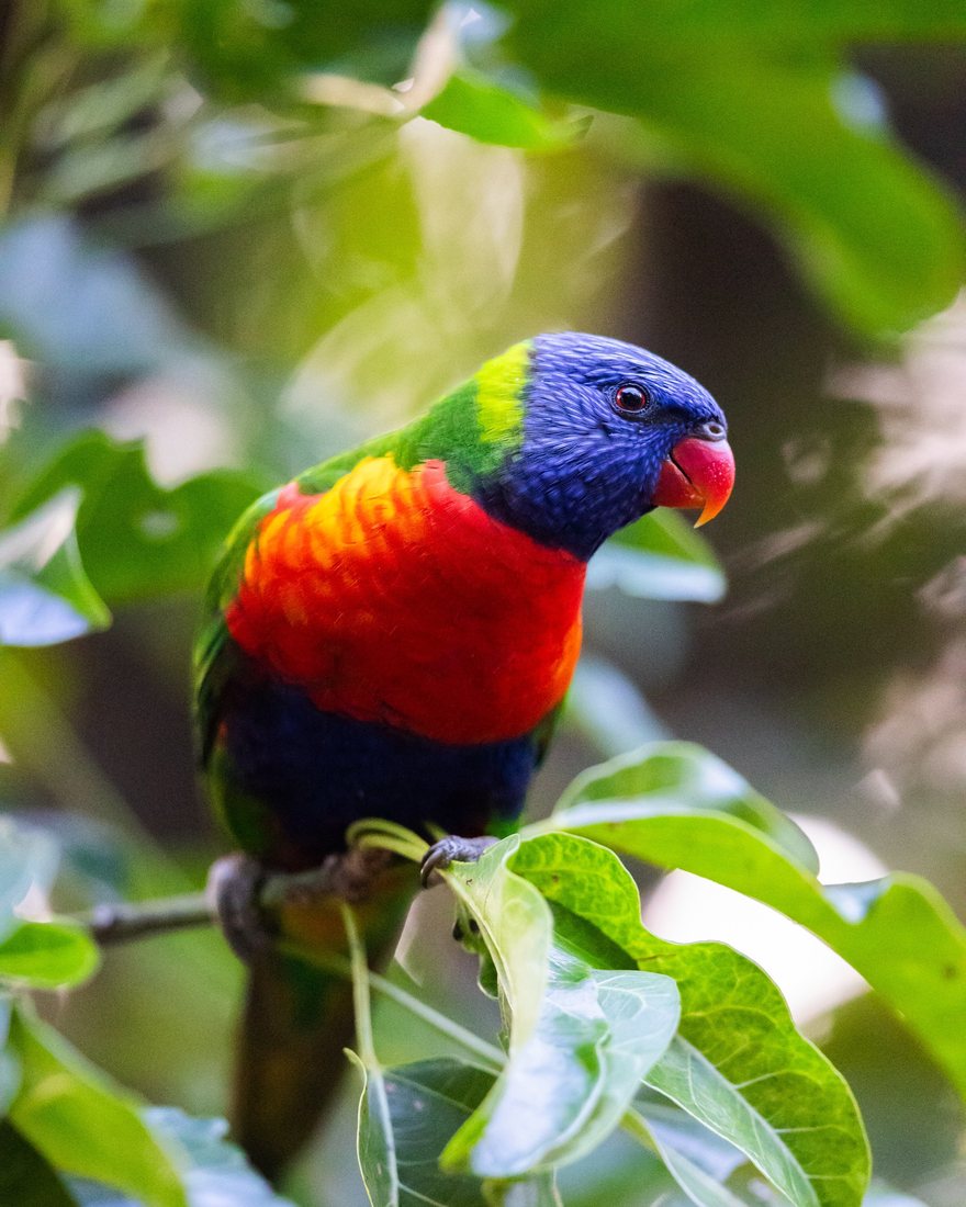 A colourful parrot perches among bright green leaves.